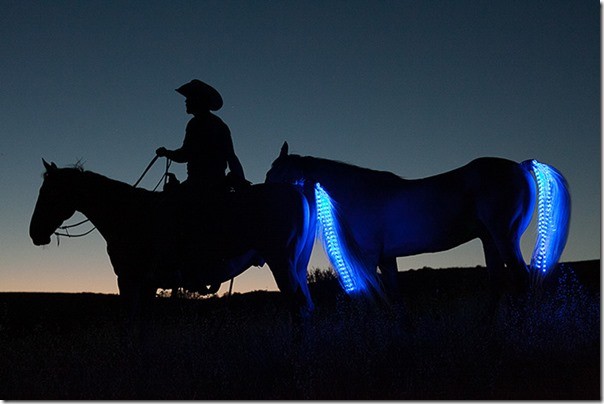LED Beleuchtung für das Pferd