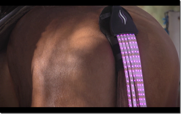 Tail Lights - Die Unterbodenbeleuchtung fürs Pferd