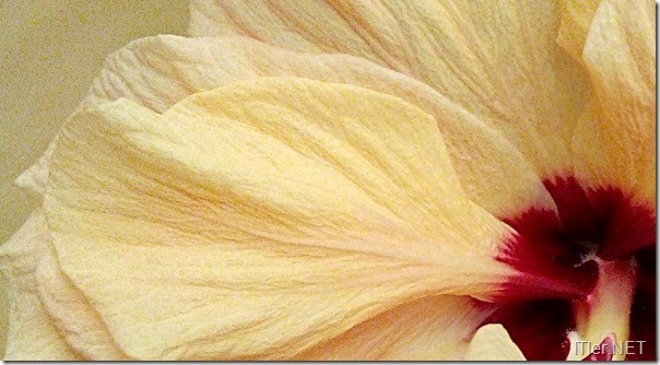 Wiko-Darknight-Testfoto-Flower-Cropped