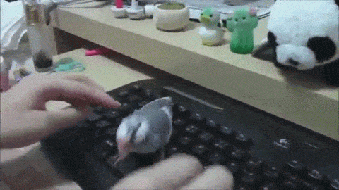 Tastatur-Vogel-GIF